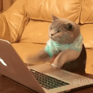 Cat with laptop